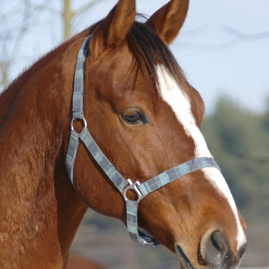 blog/1549847646board_horses_profit.jpg How to Board Horses for Fun & Profit