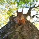 Squirrel! How to keep all the critters out of your garage or shed this winter.