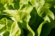 Why Should You Grow in a Greenhouse?